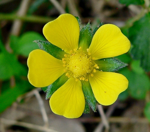 {Potentilla indica}